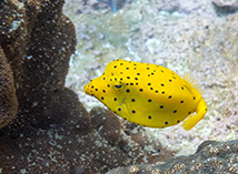 yellow-box-fish-snorkeling-koh-tao